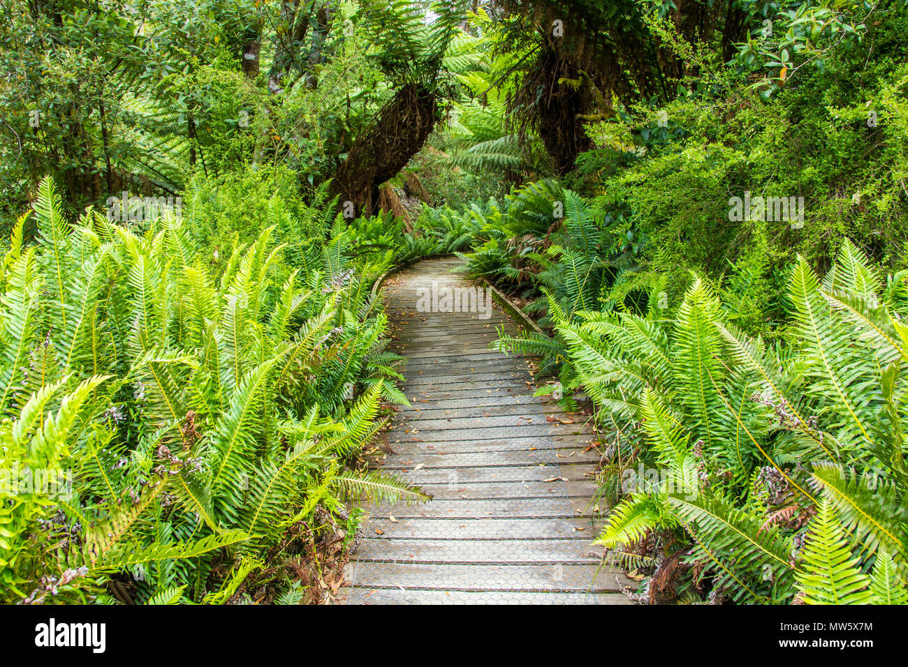 Boardwalk durch Hastings cave Naturschutzgebiet gemäßigten Regenwald und den Fluss führende Stockfoto