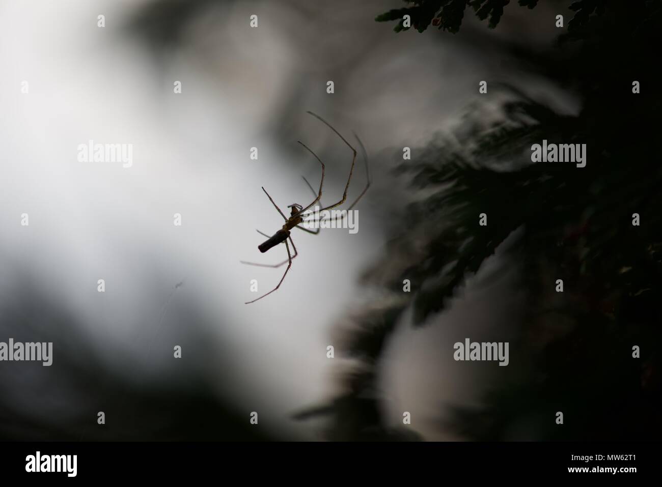 Stretch Spinne (tetragnathidae): Ein einzelner Strecken, oder lange Backen Orb Weaver Spider auf seiner Web Stockfoto