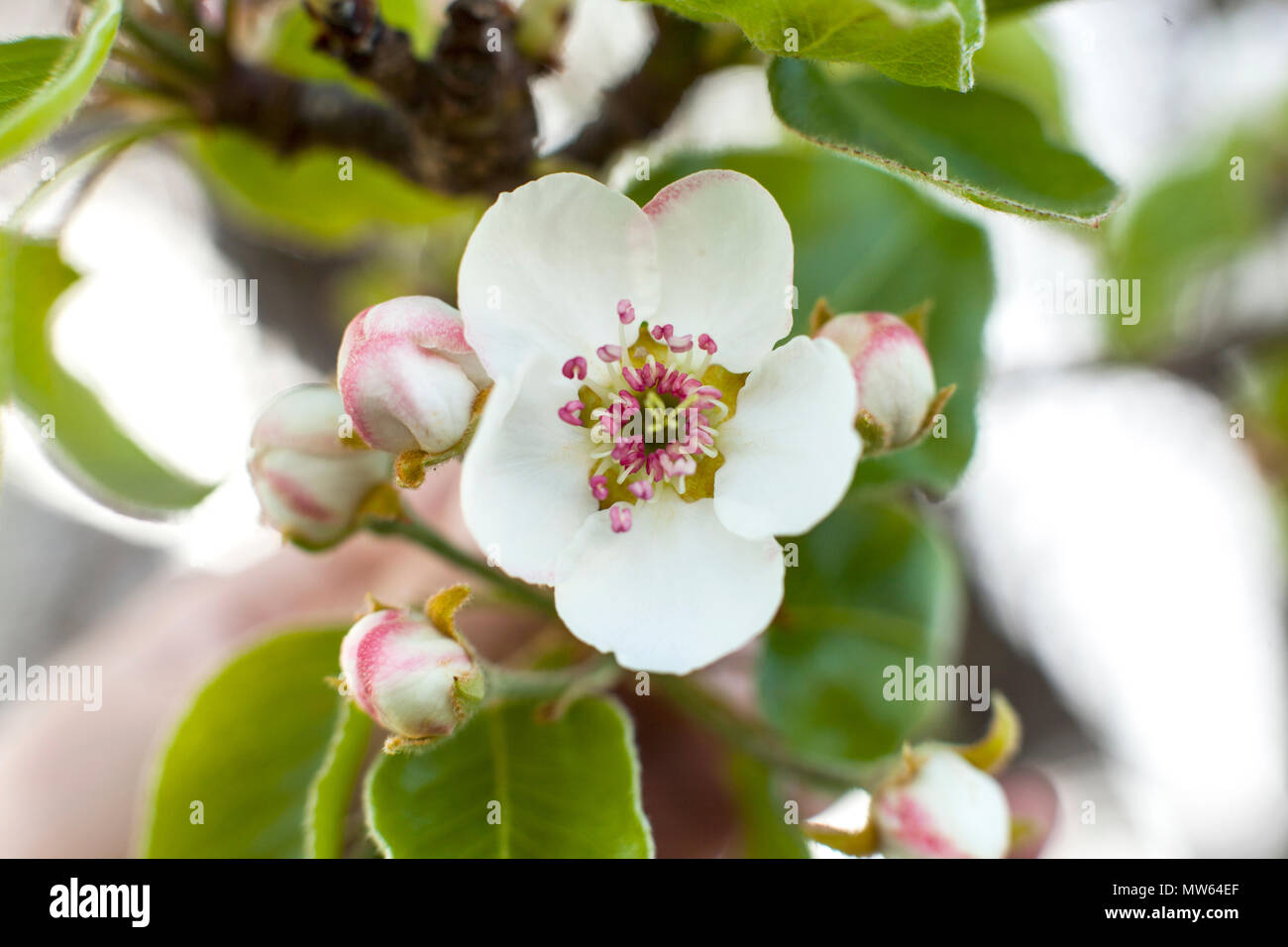 Detailansicht der Apfelbaum Blüte. Stockfoto