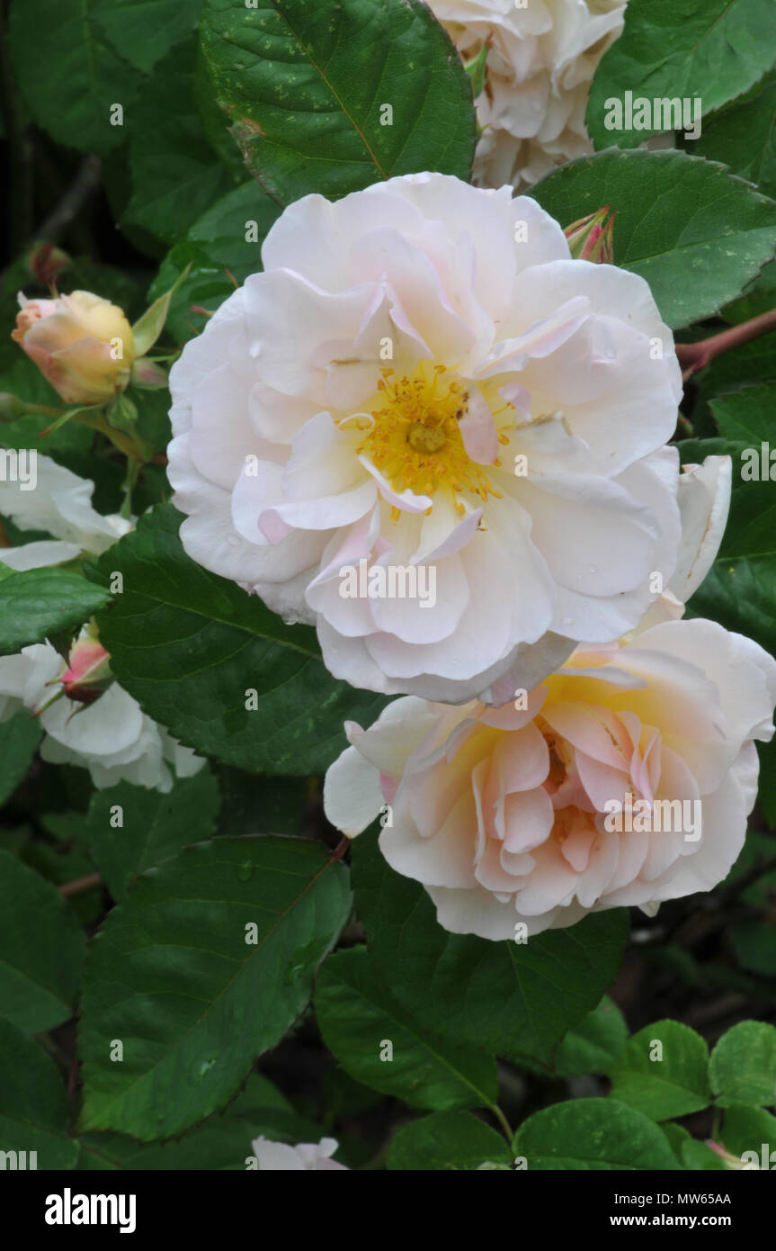 Penelope Strauch Rosen von David Austin. Duftende apricot gefärbten Blüten eines alten englischen Art. Stockfoto