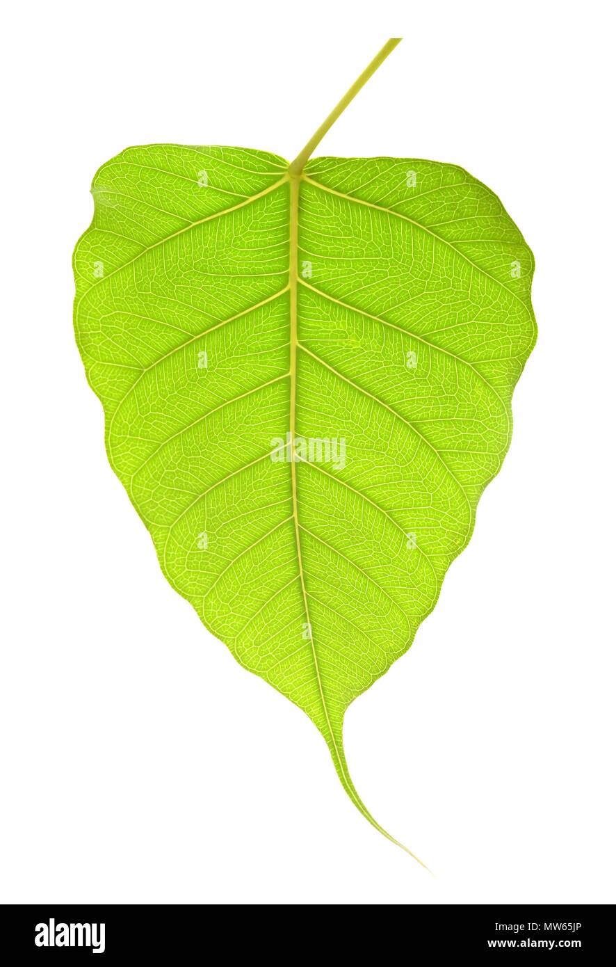 Grüne bho Blatt auf weißem Hintergrund Stockfoto