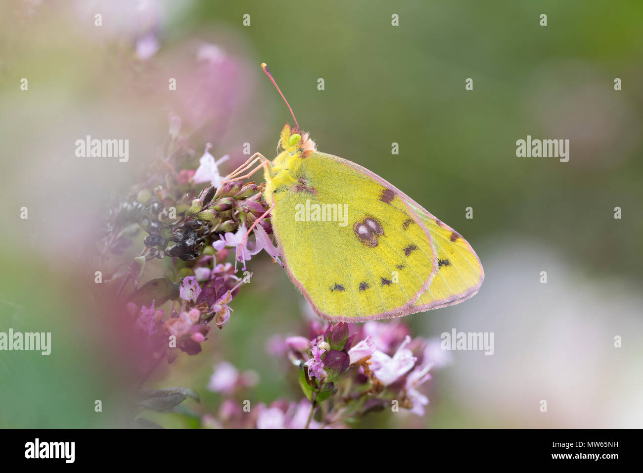 Goldene Acht, Goldene 8, Kleines Posthörnchen, Weißklee-Gelbling, Gemeiner Gelbling, Gelber Heufalter, Gemeiner Heufalter, Colias hyale, blasse getrübt Stockfoto