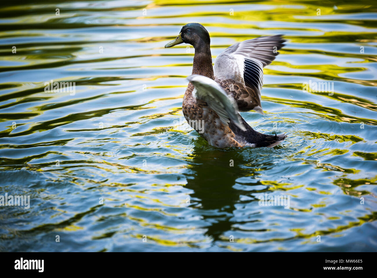 Grüne Leitung Ente mit geöffneten Flügeln im Wasser. Stockfoto