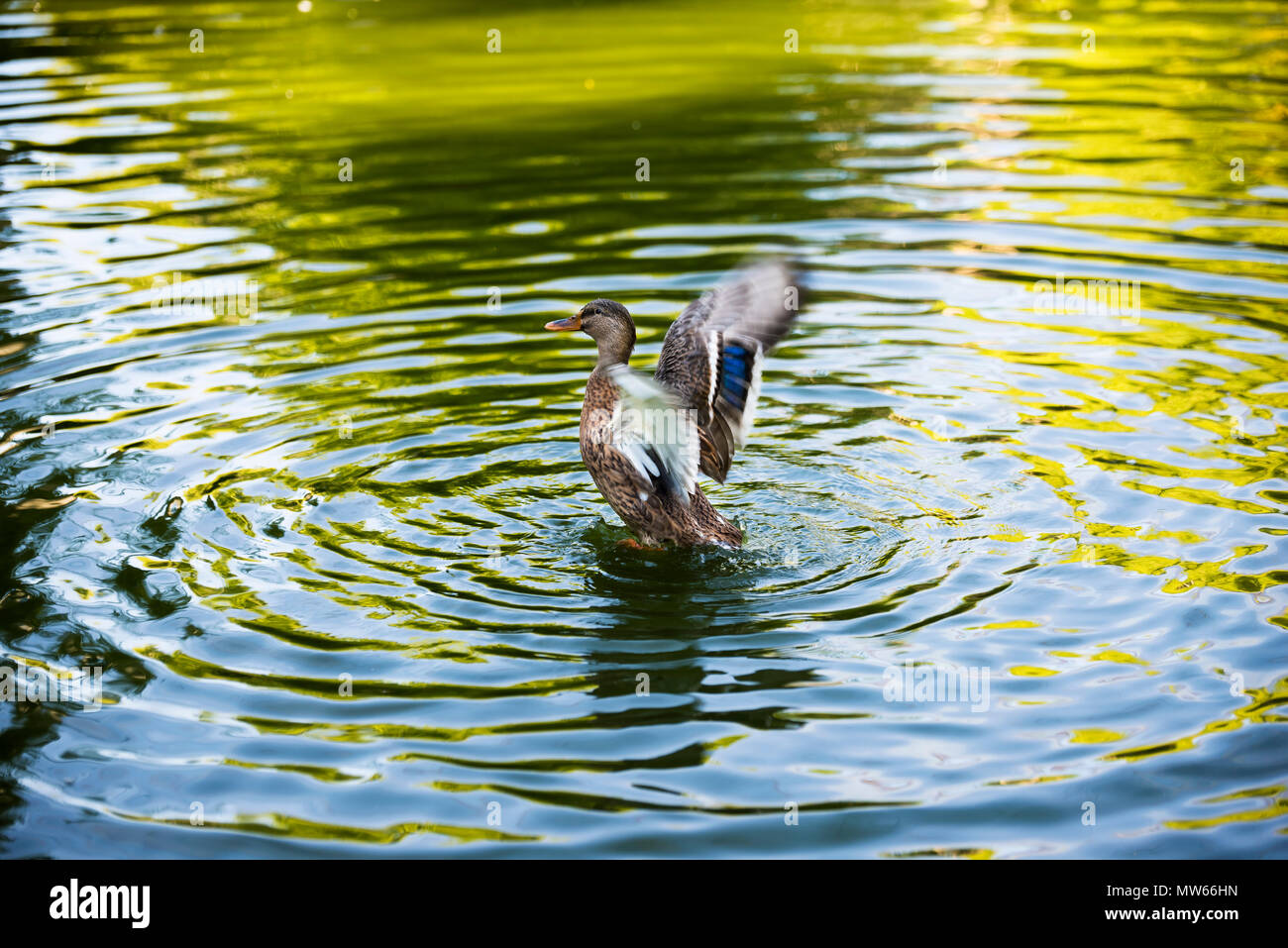 Ente mit geöffneten Flügeln im Wasser. Stockfoto
