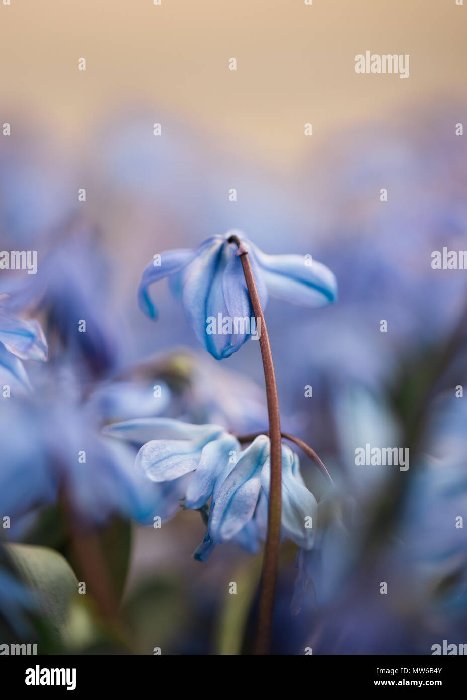 Scilla siberica Frühling Schönheit der Blumen Stockfoto