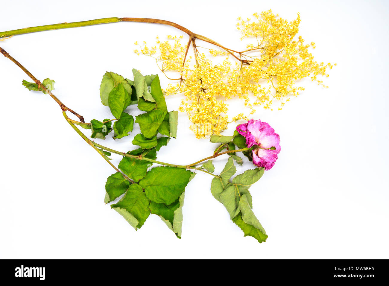 Holunder und getrocknete Rosen auf einem weißen Hintergrund Zutaten für alkoholische Getränke, Produktion und in der Landwirtschaft Stockfoto