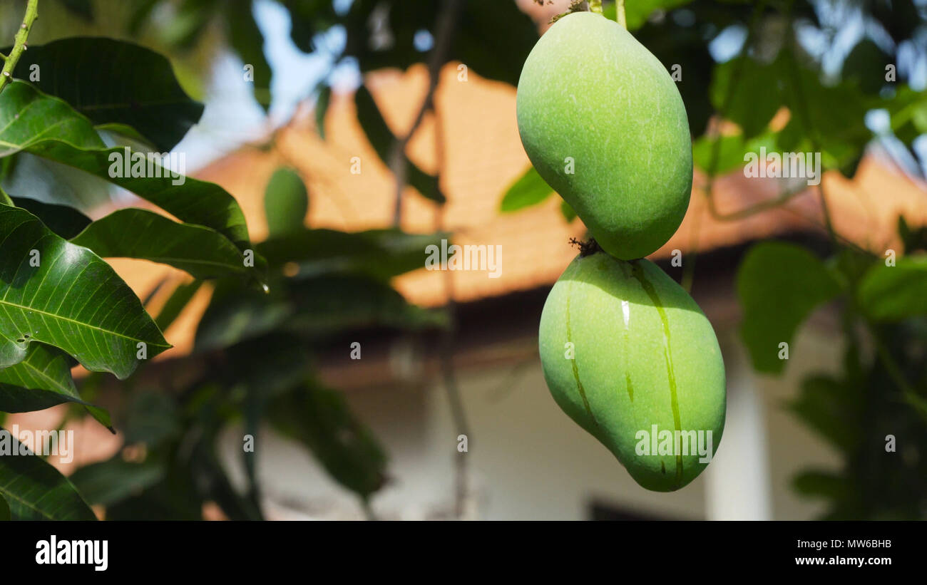 Mangobaum mit Früchten. Bündel grüne Mango am Baum. Bündel grün reife Mango  auf Baum im Garten Stockfotografie - Alamy