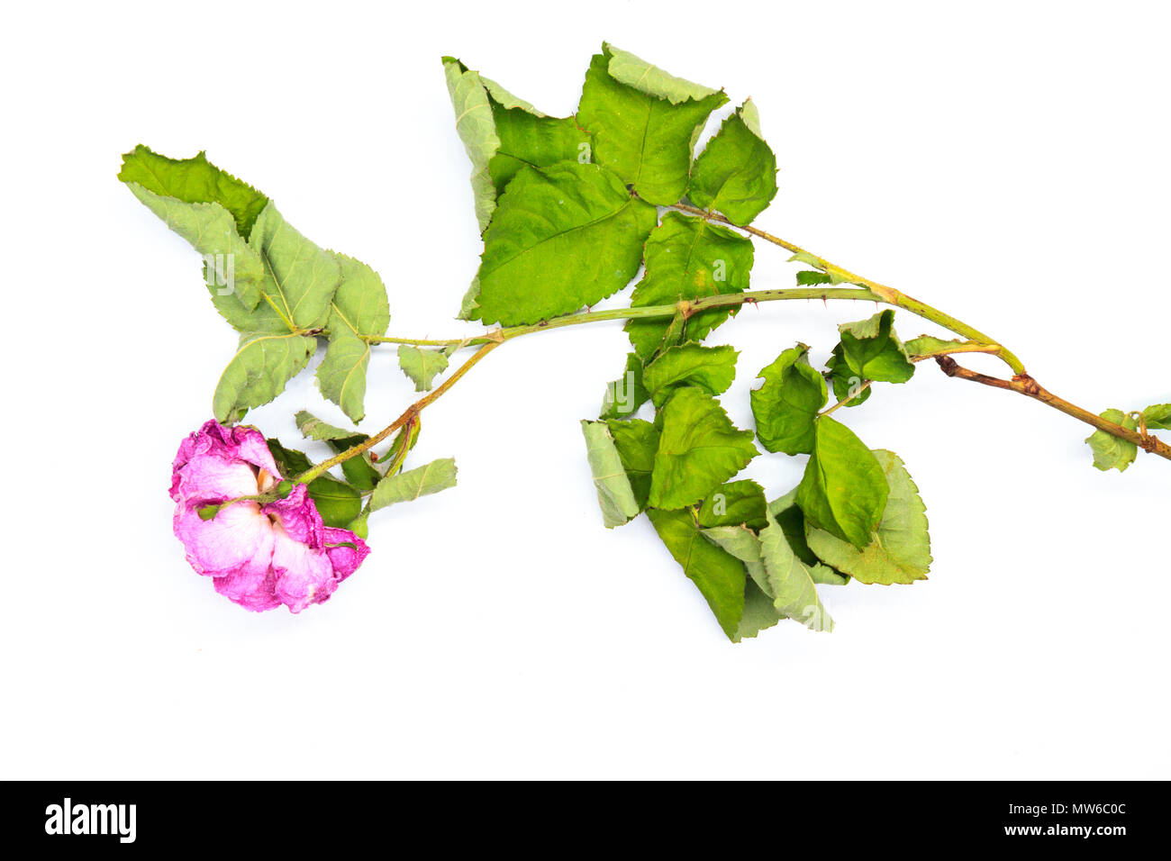 Rosa getrocknete Rosen auf einem weißen Hintergrund, Produktion und in der Landwirtschaft Stockfoto