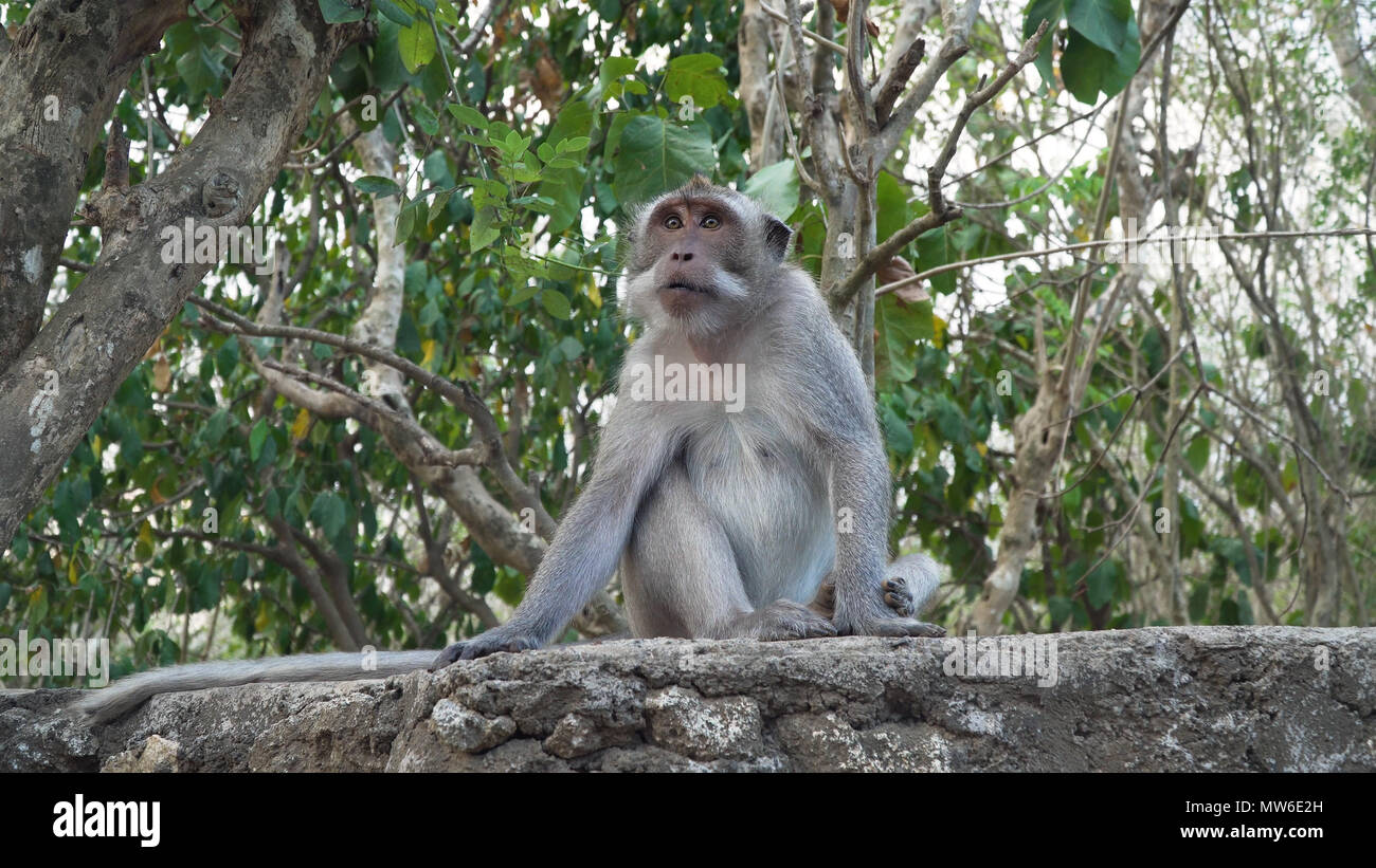Affe am Heiligen Affenwald, Ubud, Bali, Indonesien. Long-tailed Makaken, Macaca fascicularis Stockfoto