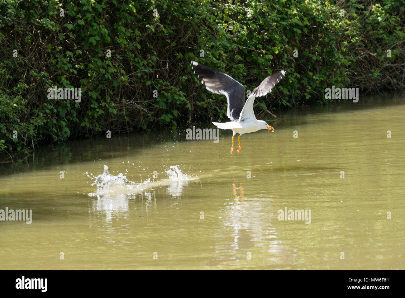 Ein heringsmöwe (Larus fuscus) fliegen tief über die Kennet and Avon Canal mit einem Fisch im Schnabel Stockfoto