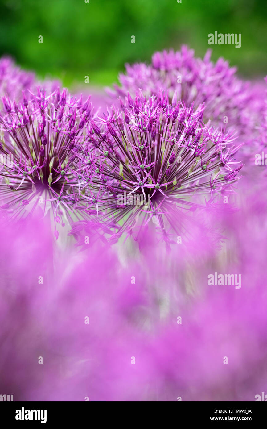Allium 'Purple Rain'. Zierpflanzen Zwiebel Blumen an RHS Wisley Gardens, Surrey, England Stockfoto