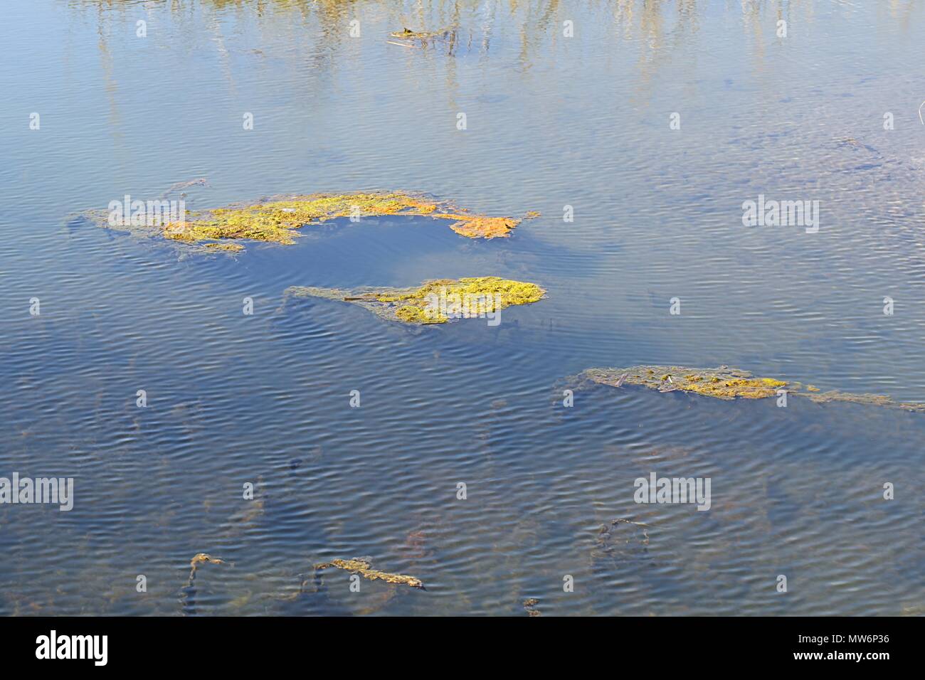 Nährstoffe, die die Ostsee verschmutzen, Alge. (Cladophora Glomerata) überwucherung als Zeichen der Verschmutzung Stockfoto