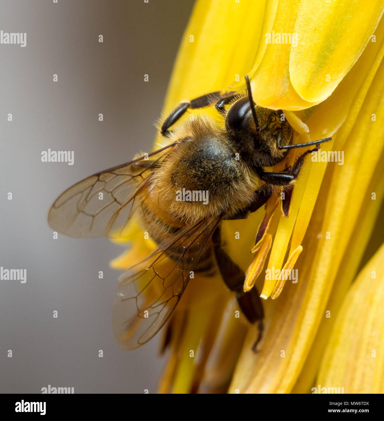 Biene bei der Arbeit Stockfoto