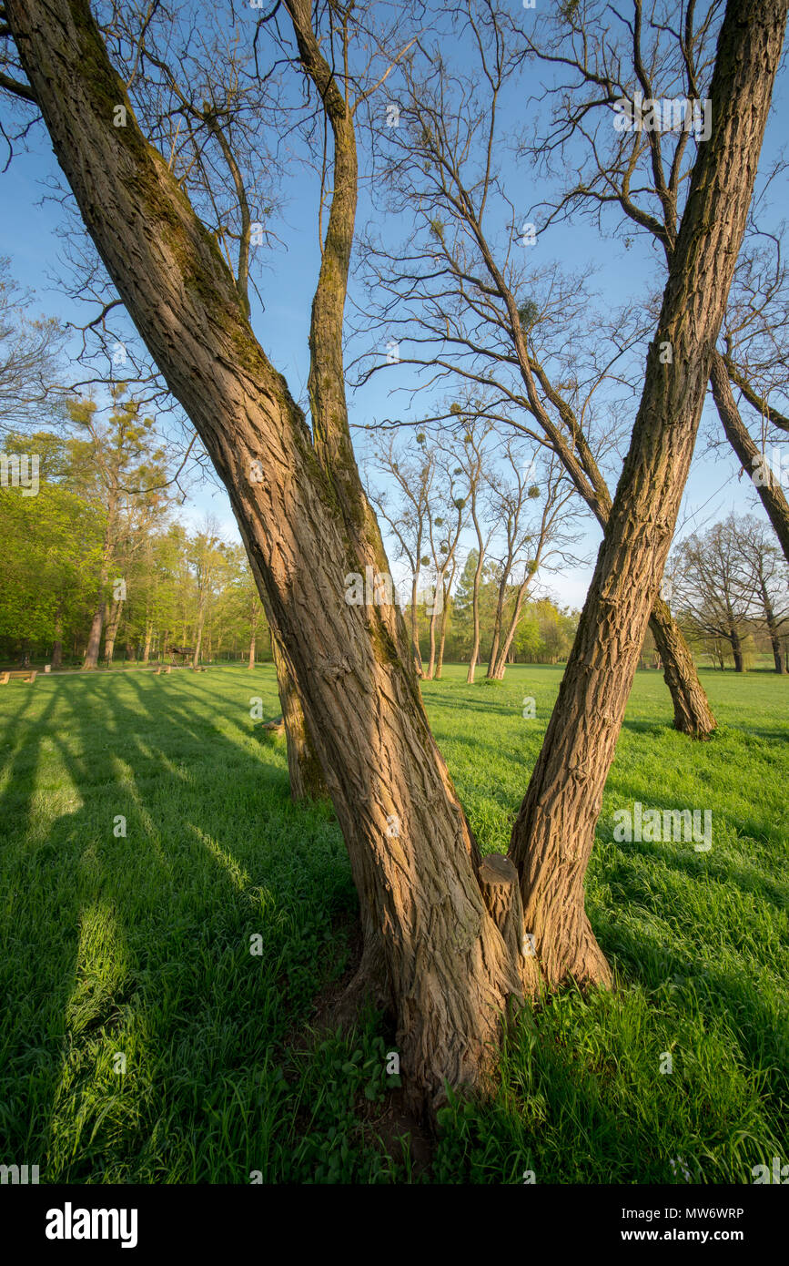 Die Stämme der Bäume im städtischen Park am Morgen Stockfoto