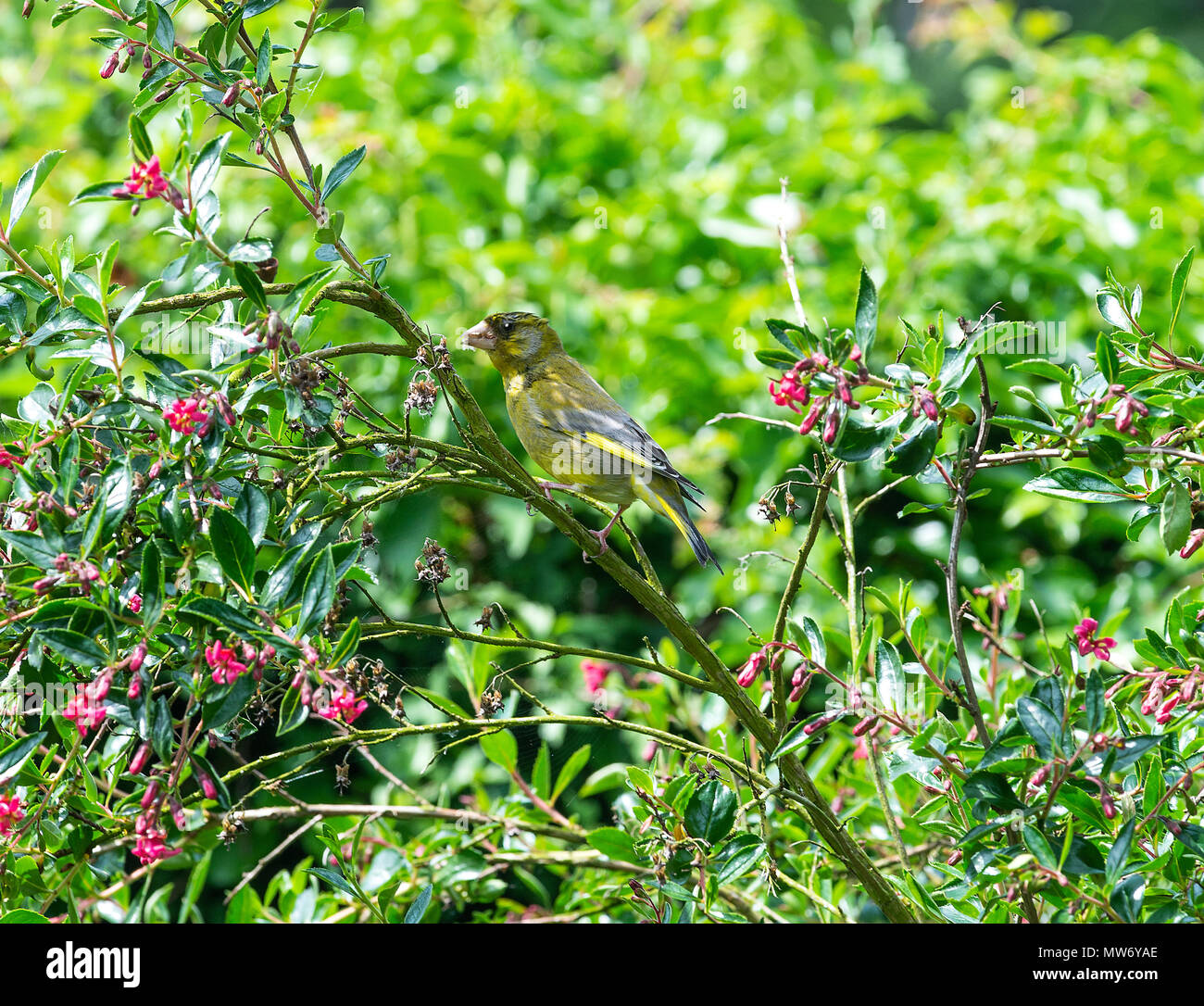 Ein erwachsenes Männchen Grünfink Hocken in einem Escallonia Bush während der Fütterung in einem Garten in Alsager Cheshire England Vereinigtes Königreich Großbritannien Stockfoto