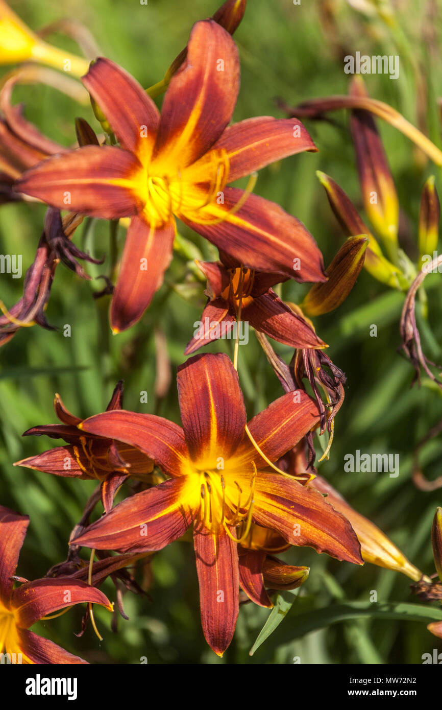 Daylilie Hemerocallis 'brünett' braune Daylilies Stockfoto