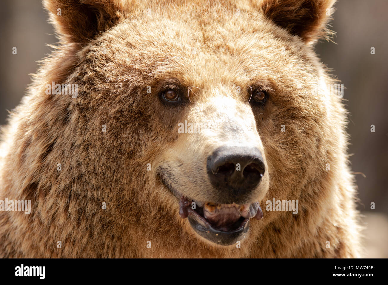 Braunbär (Ursus arctos) Porträt im Zoo von Madrid, Spanien, Europa. Stockfoto