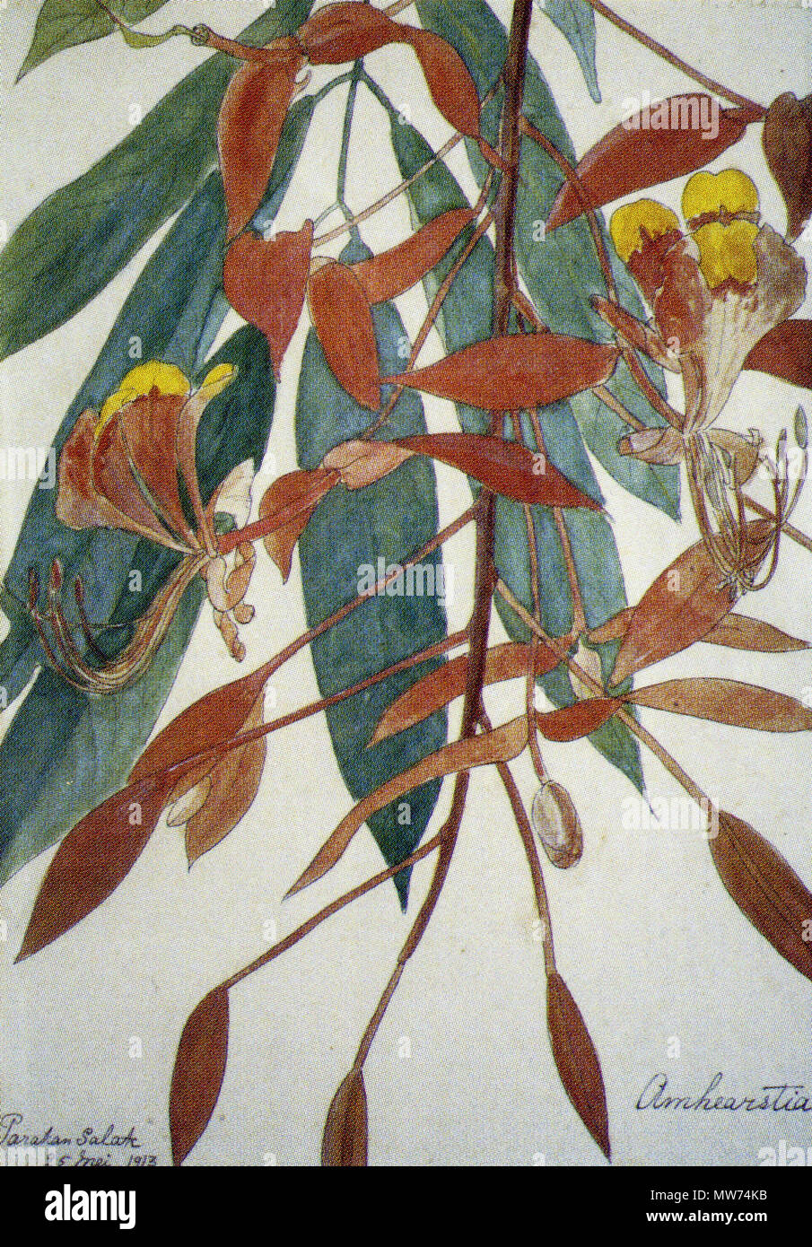 . Nederlands: Amherstia, Aquarel über een potloodtekening. 25. Mai 1913. Hedwig Cecile Albertine van Osselen (1871-1936) 42 Amherstia Hedwige Cecile Albertine van Osselen (1871-1936) Stockfoto