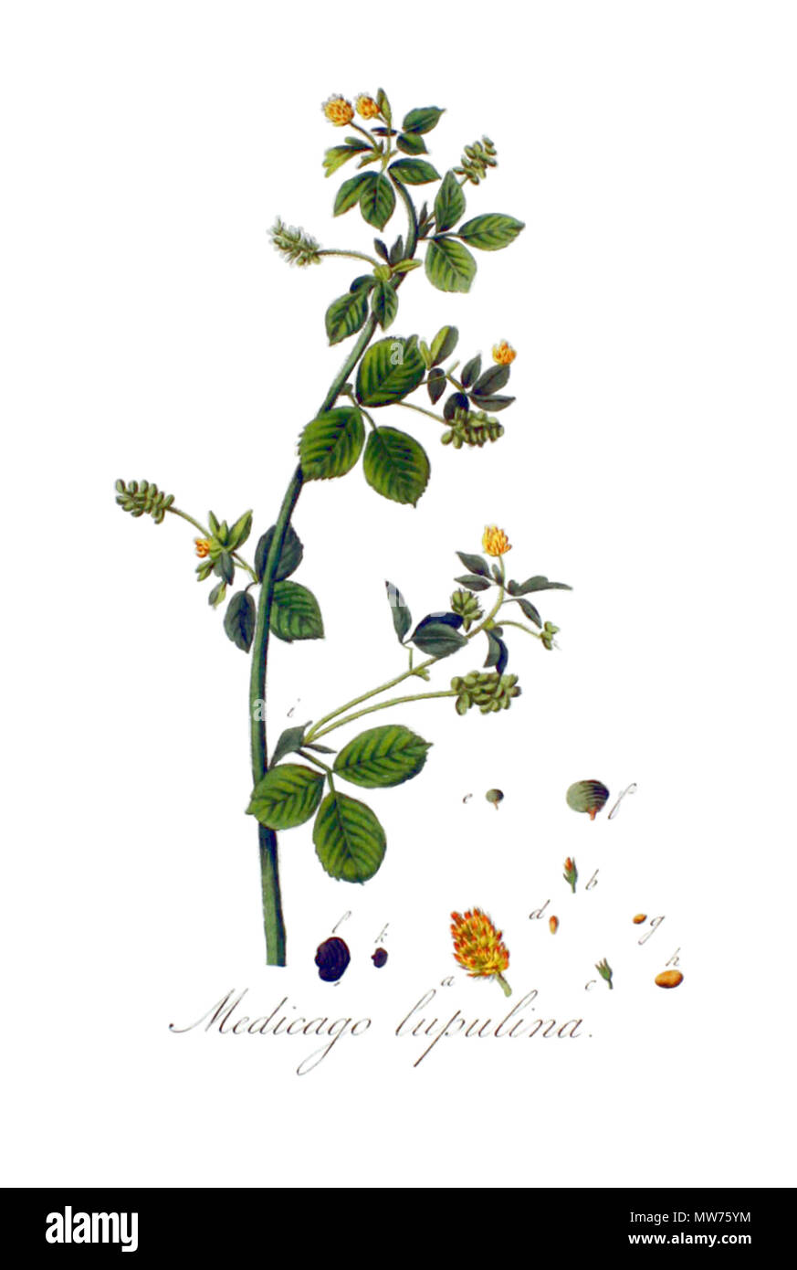 410 Medicago lupulina - Flora Batava. Band 3 (1814) (sauber) Stockfoto