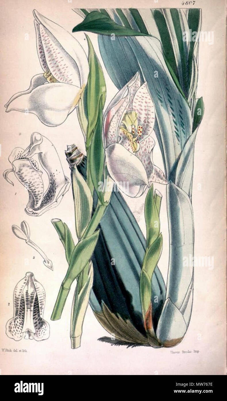 . Abbildung: Anguloa Uniflora. 1854. William Jackson Hooker (1785-1865) 47 Anguloa Uniflora 2 Stockfoto