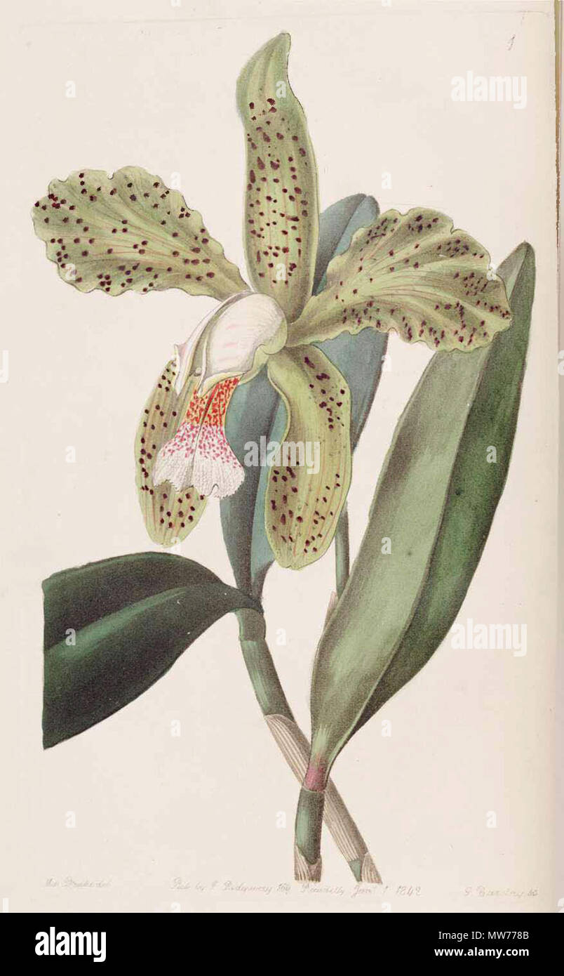 . Cattleya granulosa. 1842. Botanische Registrieren 3 1 Cattleya granulosa Stockfoto