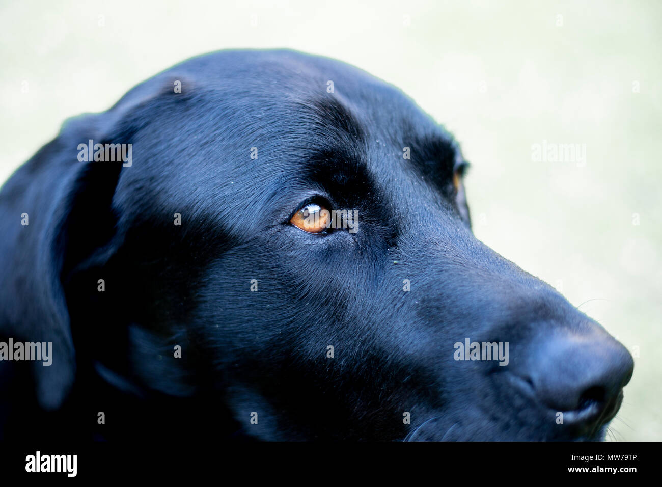 Schwarzer Labrador Retriever Kopf Nahaufnahme. Stockfoto