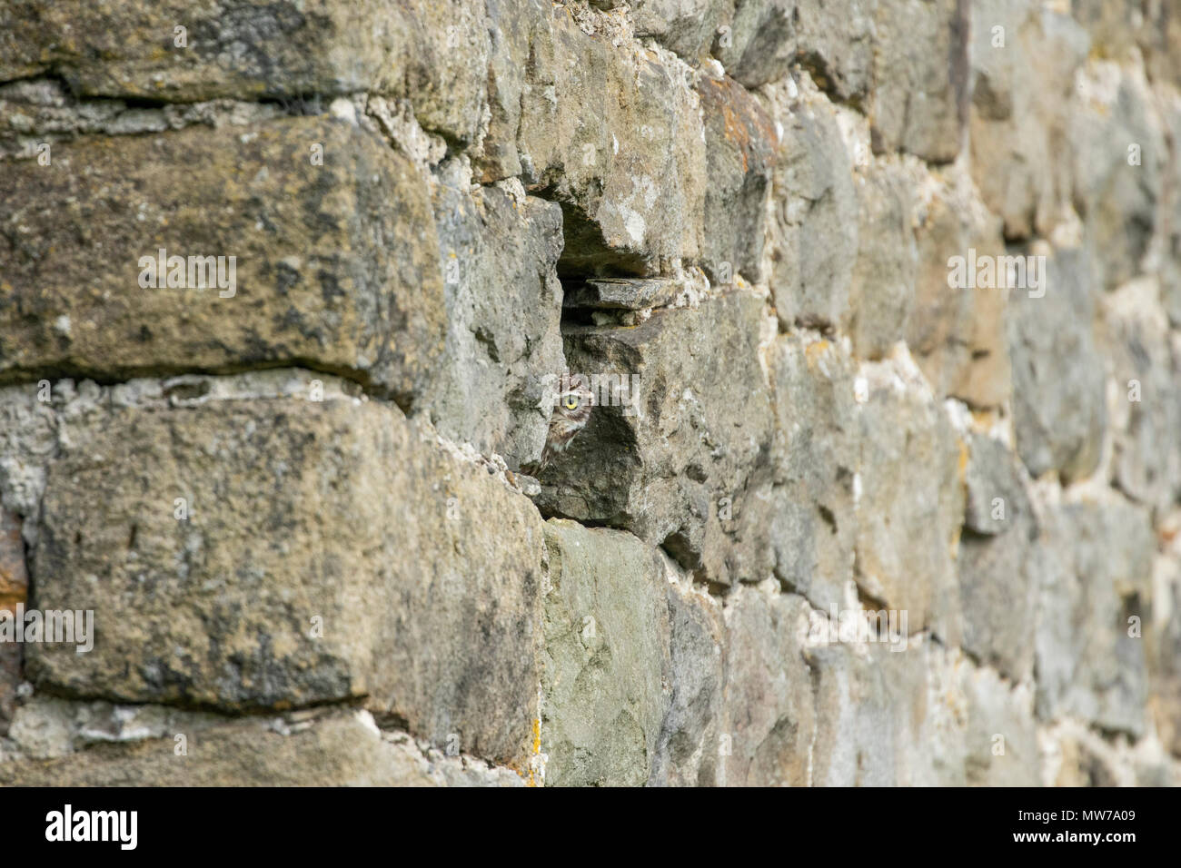 Eine kleine Eule (UK) lugen aus einer Öffnung in der Steinmauer einer Scheune. Stockfoto