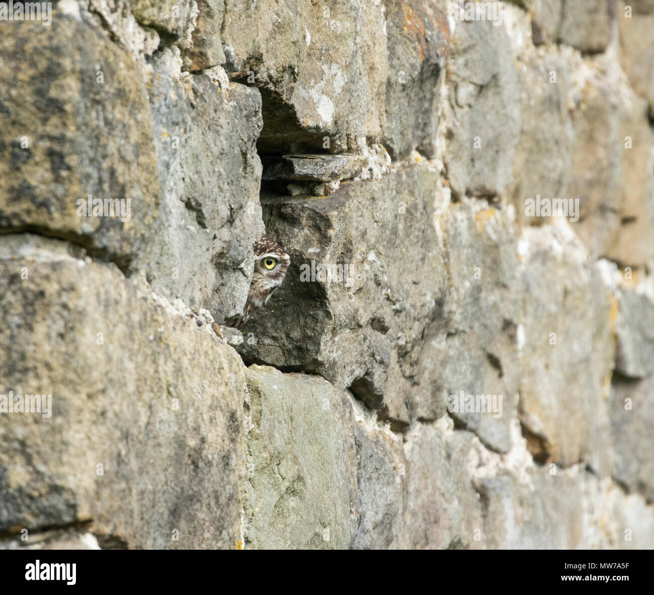 Eine kleine Eule (UK) lugen aus einer Öffnung in der Steinmauer einer Scheune. Stockfoto