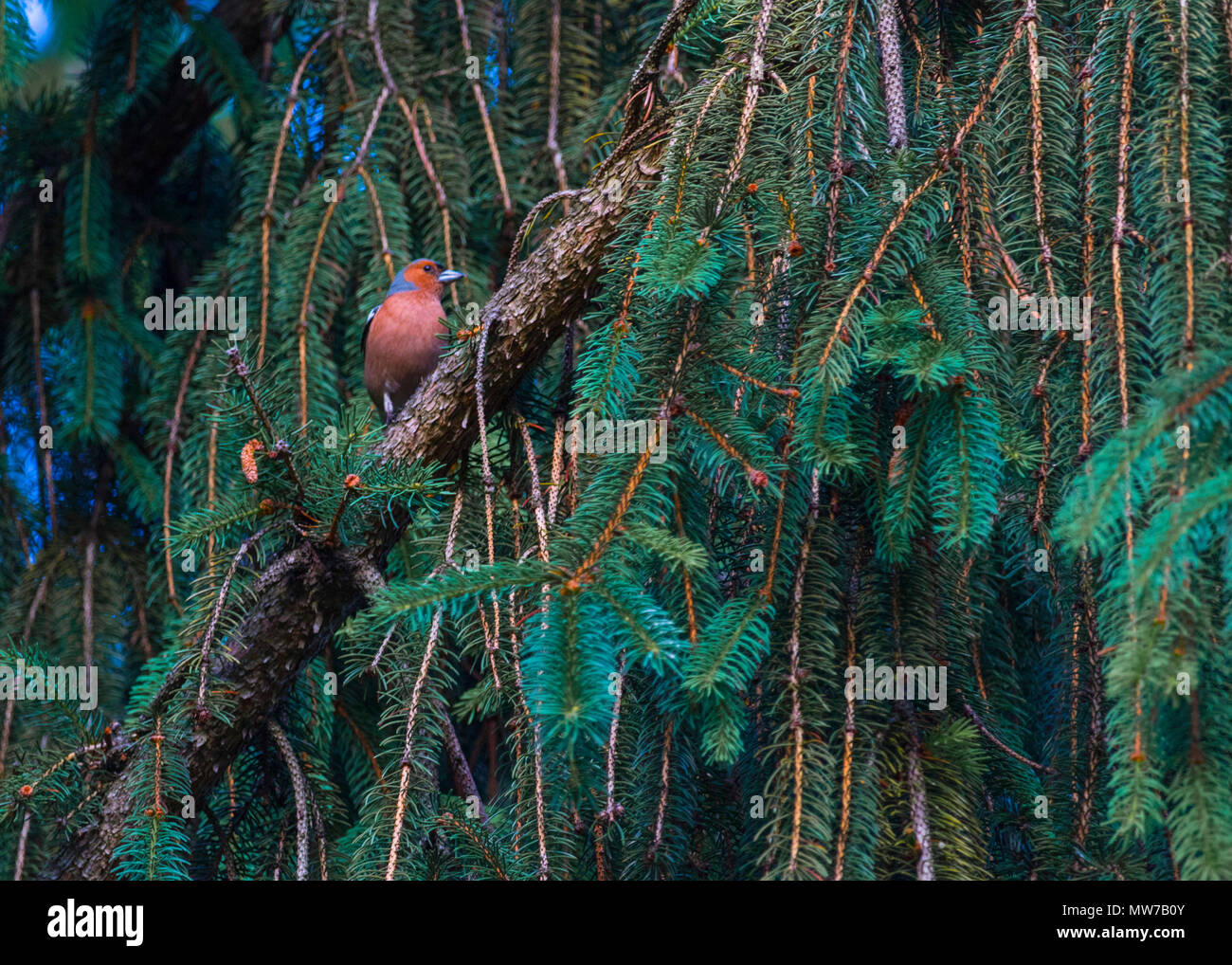 Finch auf Pine Stockfoto