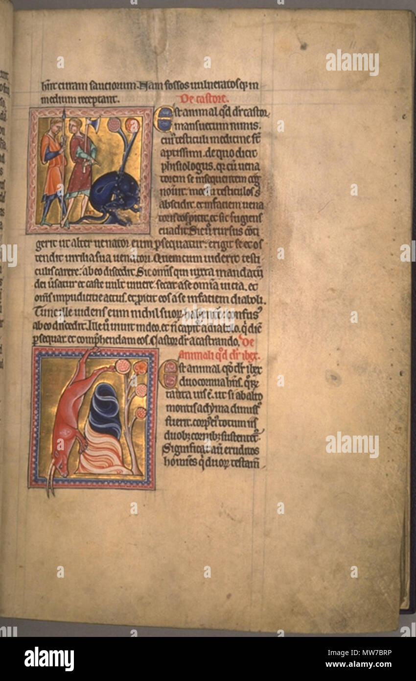 . Der Biber und der Steinbock. Folio 11 recto vom Aberdeen Bestiary. 12. Jahrhundert 24 AberdeenBestiaryFolio 011 rBeaverAndIbex Stockfoto