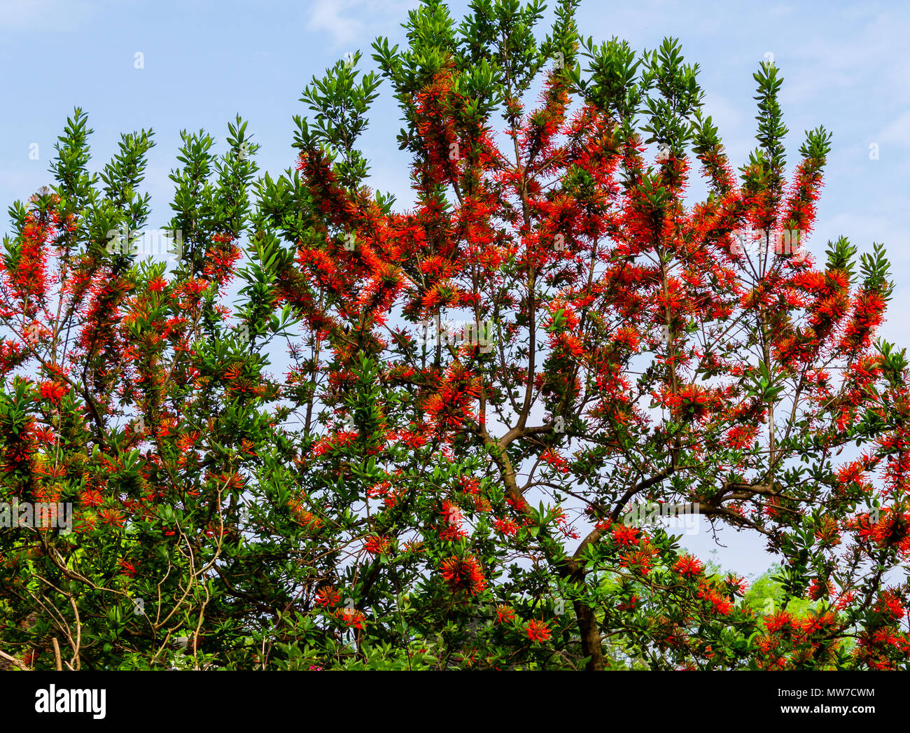 Embothrium coccineum chilenischen Chilenischen Feuer Feuer Busch oder Baum, in voller Blüte im Frühsommer. Stockfoto