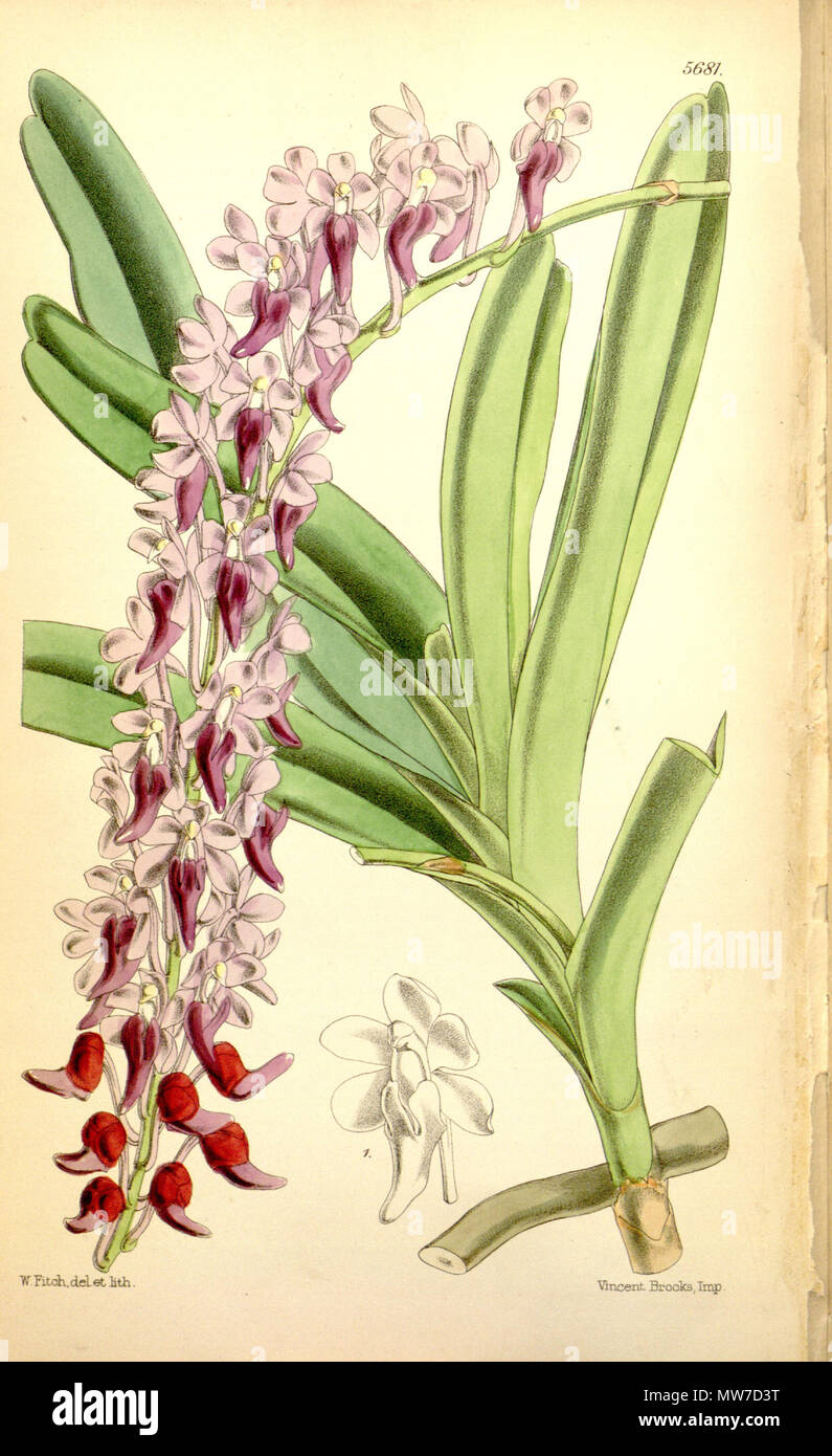 . Abbildung: Aerides huttonii (syn. Saccolabium huttonii, von Hooker geschrieben Saccolabium huttoni). 1867. Walter Hood Fitch (1817-1892) del. et lith. Beschreibung von Joseph Dalton Hooker (1817 - 1911) 28 Aerides huttonii (als Saccolabium huttonii, Dinkel Saccolabium huttoni) - Curtis '93 (Ser. 3 Nr. 23) pl. 5681 (1867) Stockfoto