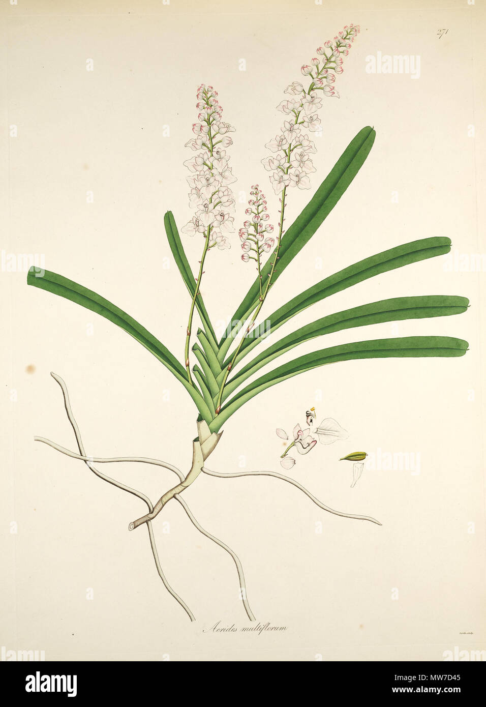 . Abbildung: Aerides Multiflorum. 1819. William Roxburgh (1751 - 1815) 28 Aerides multiflorum Stockfoto