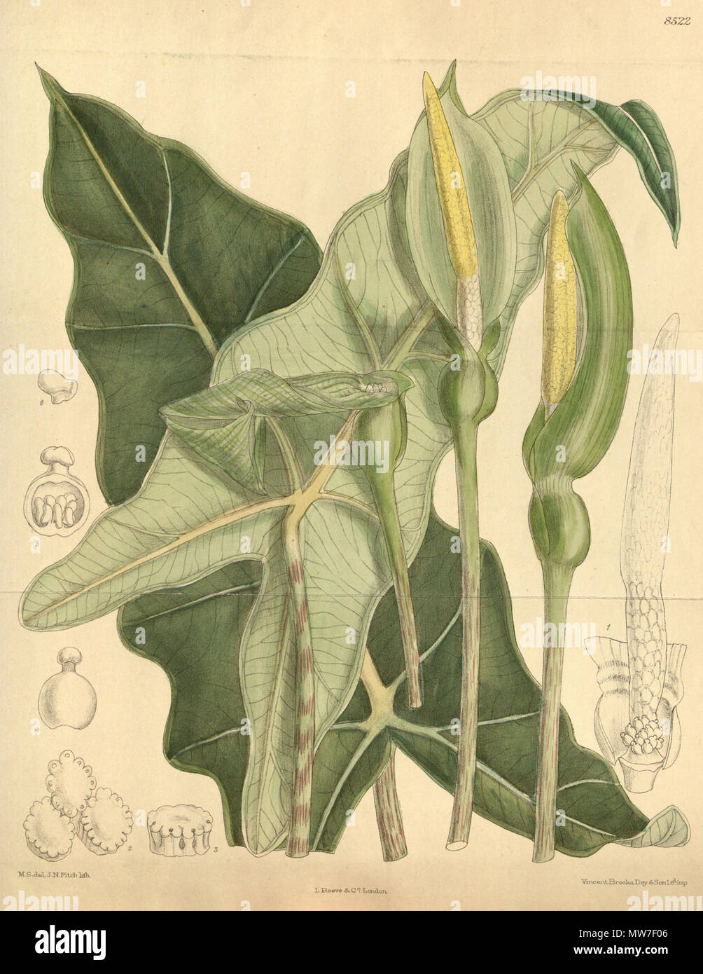 . Alocasia micholitziana, Araceae. 1913. M.S. del, J. N. Fitch, Lith. 39 Alocasia micholitziana 139-8522 Stockfoto