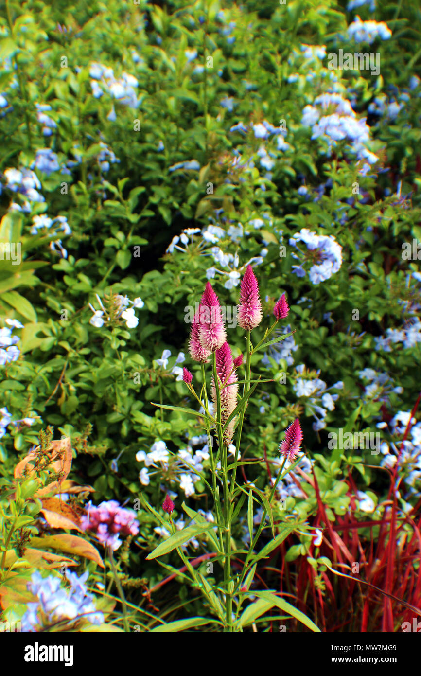 Garten Szene mit rosa Blumen vor der Roten Gräser und ausgiebig Violett blühender Strauch Stockfoto