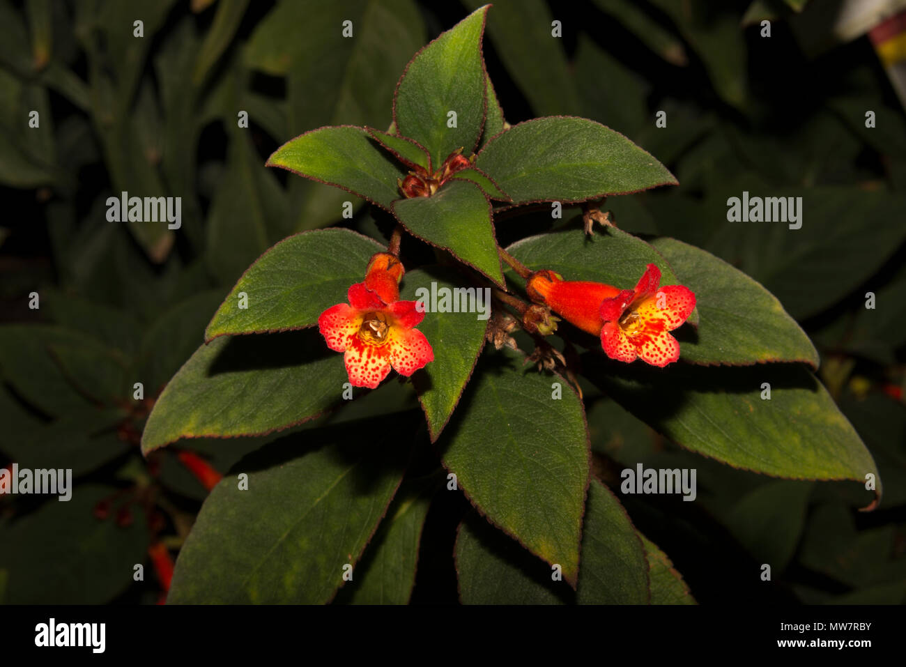 Rote Trompete (Kohleria eriantha) Stockfoto