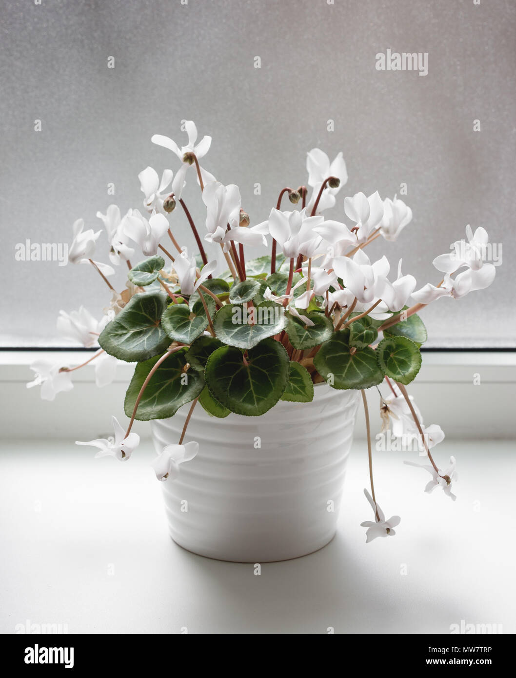 Weißen Topf mit Cyclamen Blumen auf der Fensterbank. Nahaufnahme Stockfoto