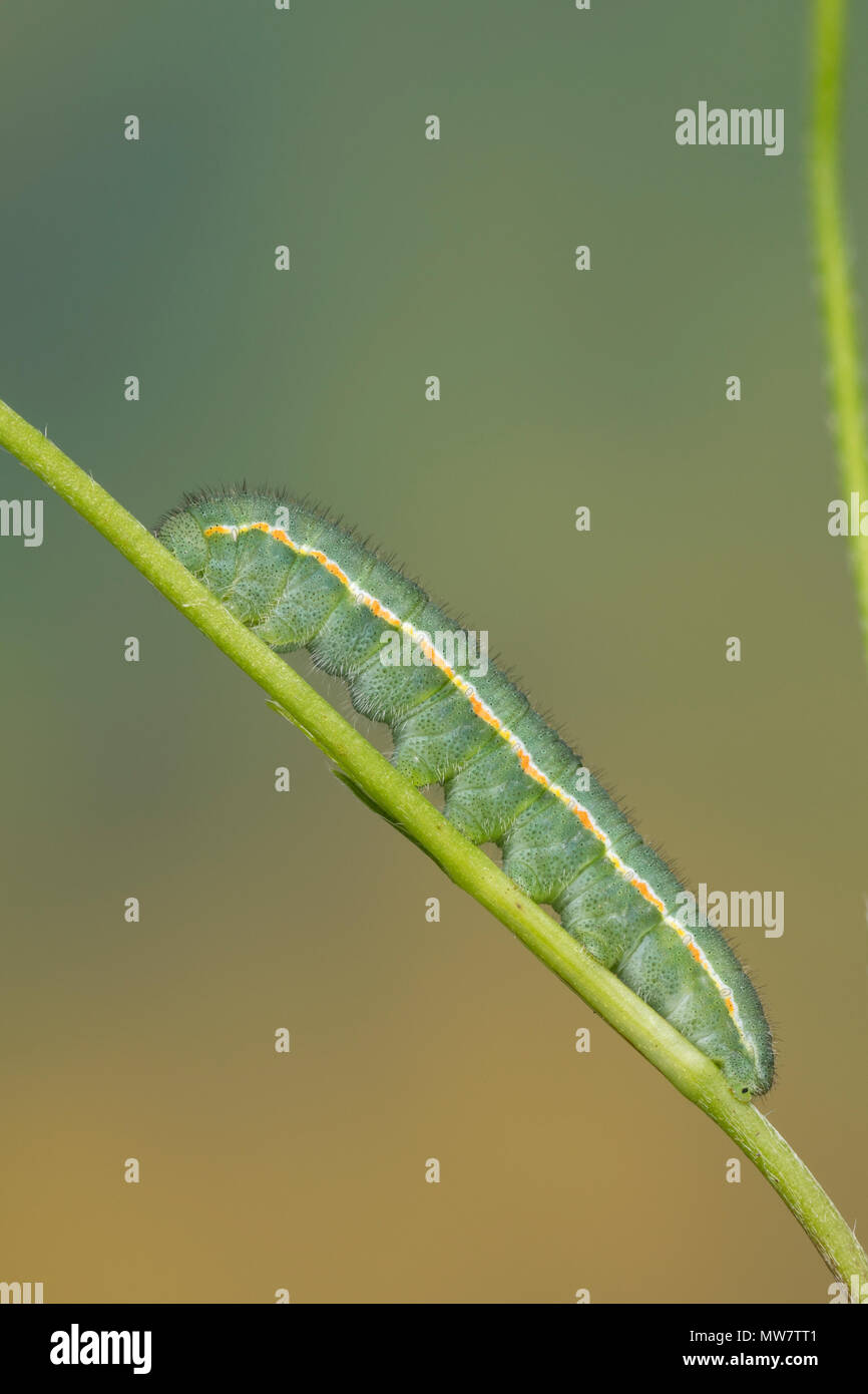 Goldene Acht, Goldene 8, Kleines Posthörnchen, Weißklee-Gelbling, Gemeiner Gelbling, Gelber Heufalter, Gemeiner Heufalter, Raupe, Colias hyale, blasse C Stockfoto