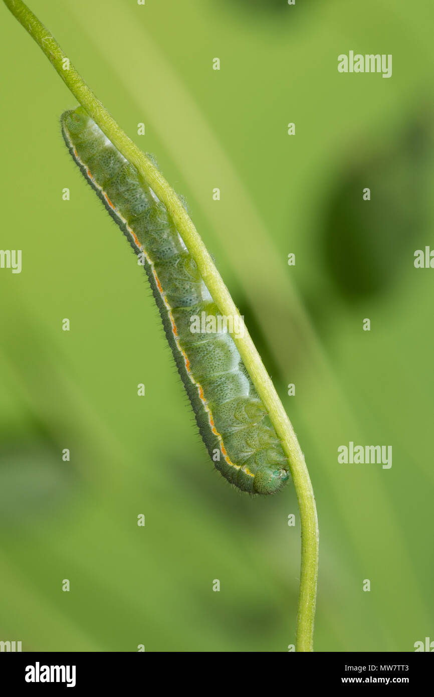 Goldene Acht, Goldene 8, Kleines Posthörnchen, Weißklee-Gelbling, Gemeiner Gelbling, Gelber Heufalter, Gemeiner Heufalter, Raupe, Colias hyale, blasse C Stockfoto