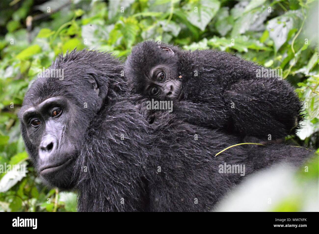 Baby Mountain Gorilla schlafen auf Mom's zurück Stockfoto