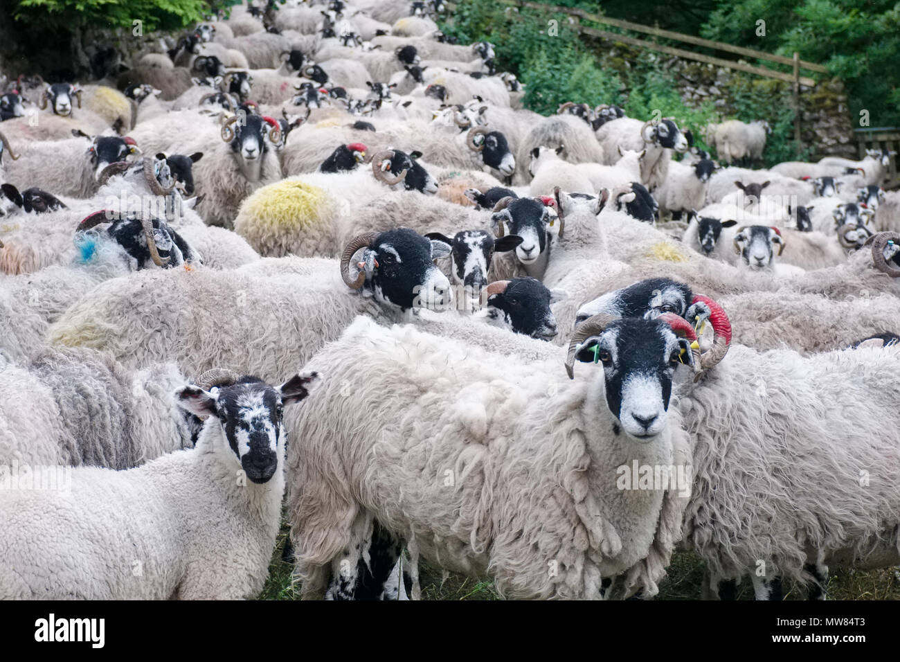 Herde von Schafen, die in den Yorkshire Dales, England. Stockfoto