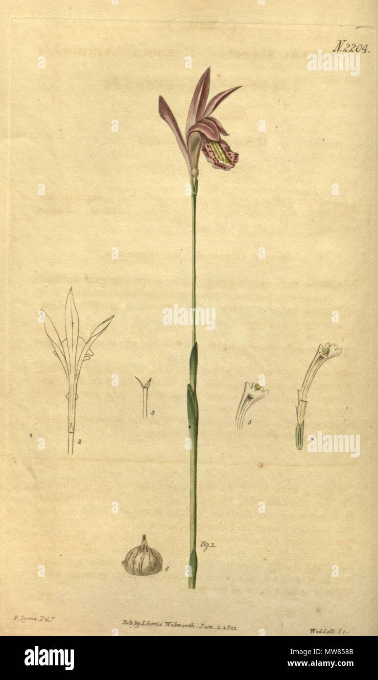 . Abbildung: Arethusa bulbosa. 1821. S. Syme del., Weddell sc. 55 Arethusa bulbosa - Curtis "48 Pl. 2204 (1821) Stockfoto