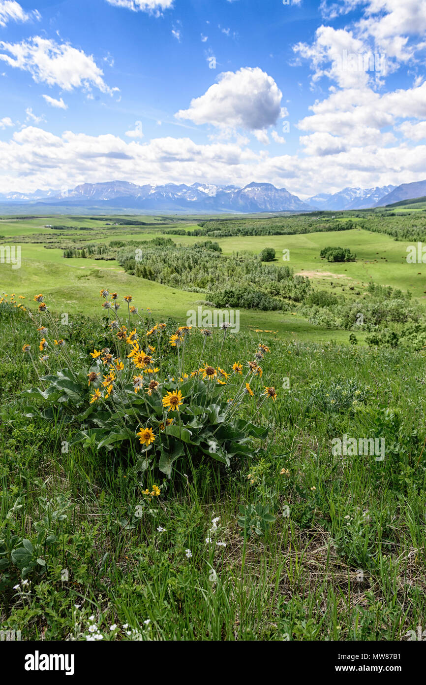 Malerischer Blick auf die Vorberge und Rocky Mountains im Südwesten Alberta Kanada, nahe dem Eingang zum Waterton Lakes National Park Stockfoto