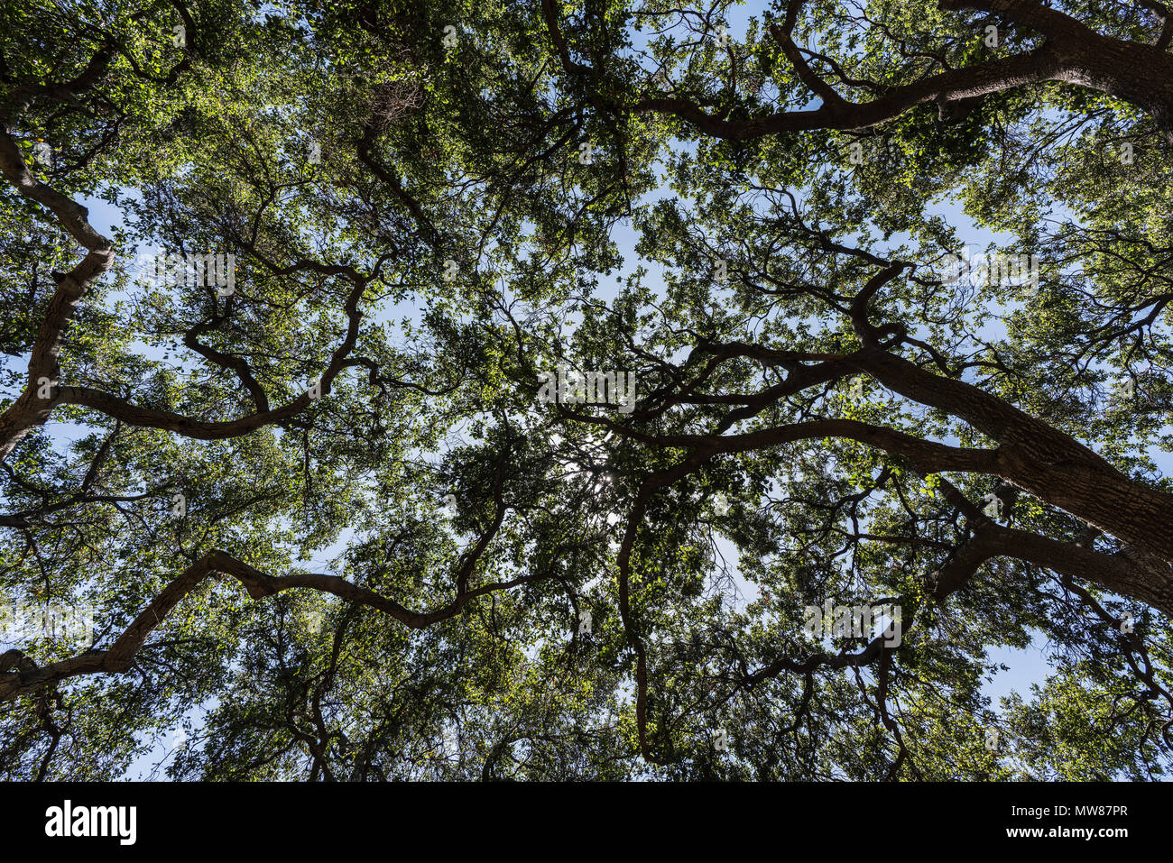 Blick nach oben von Old Oak Tree grove Vordach an Corriganville Park in Simi Valley, Kalifornien. Stockfoto