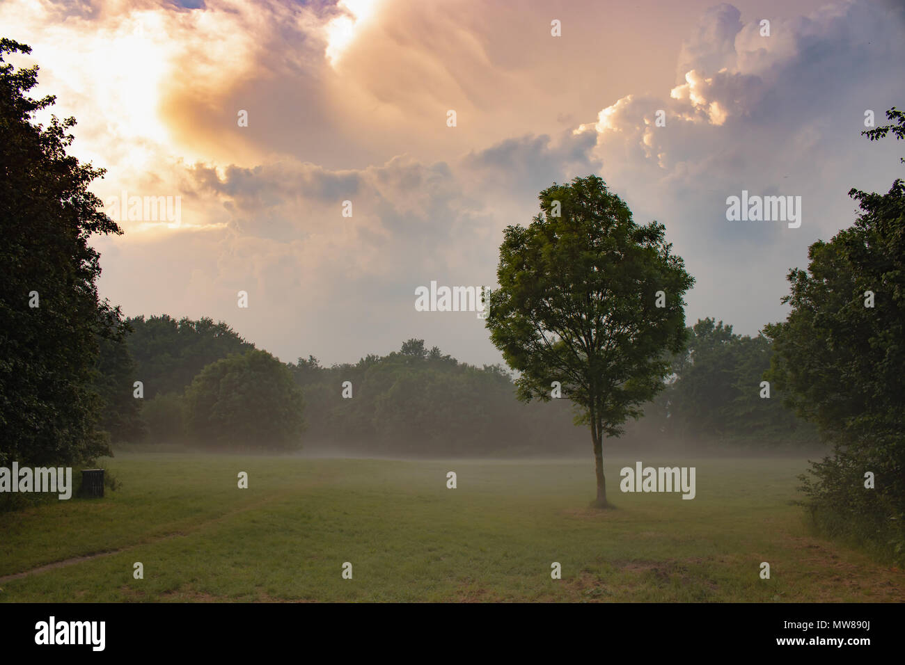 Sonnenuntergang Streifen durch Wolken nebligen Wald Stockfoto