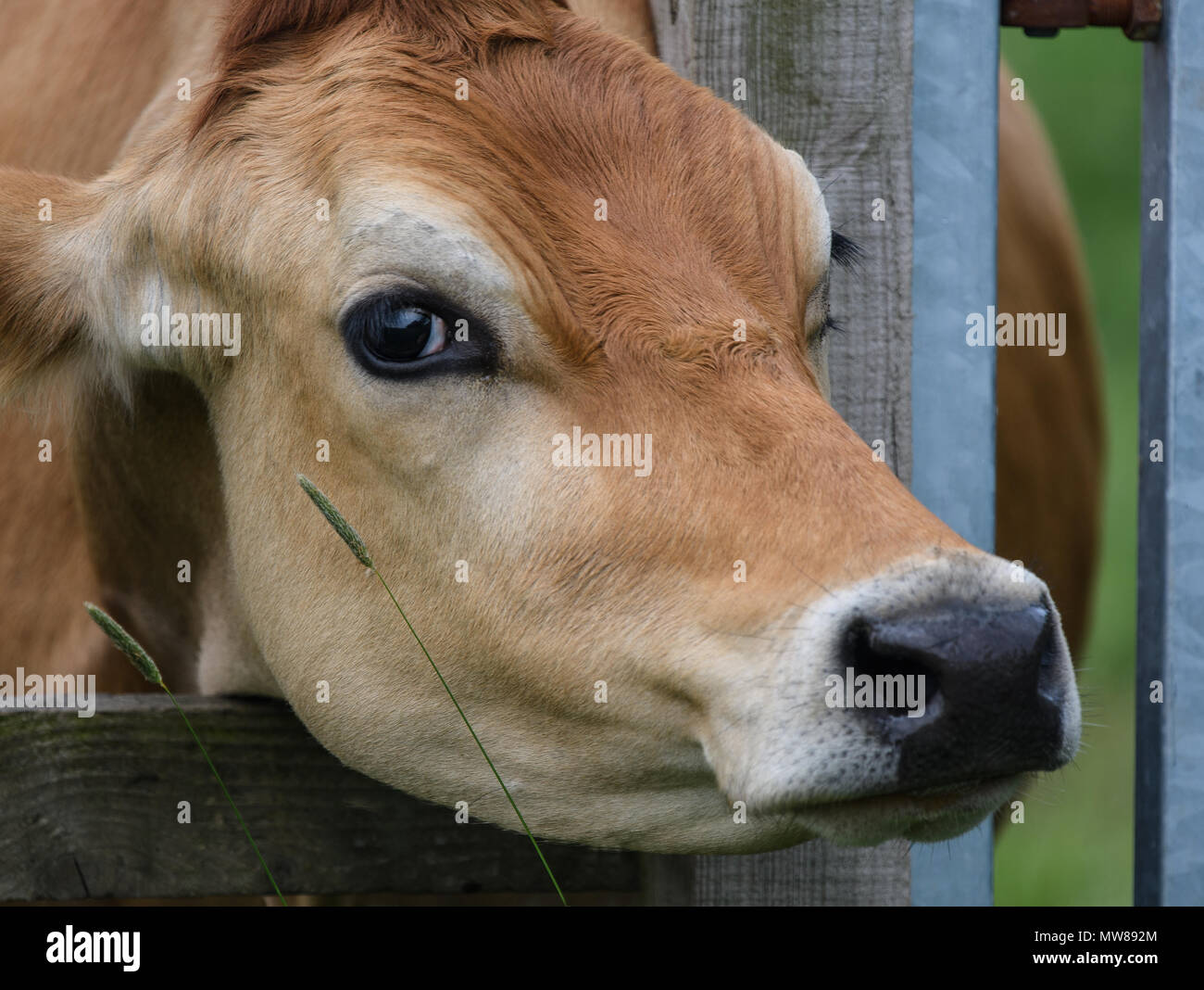Eine Nahaufnahme einer braunen Kuh in einem Feld Stockfoto