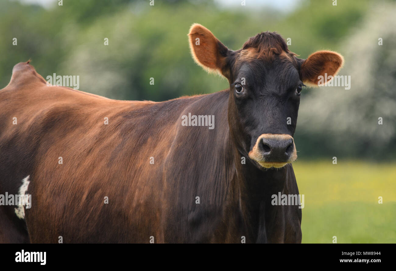 Eine Nahaufnahme einer braunen Kuh in einem Feld Stockfoto