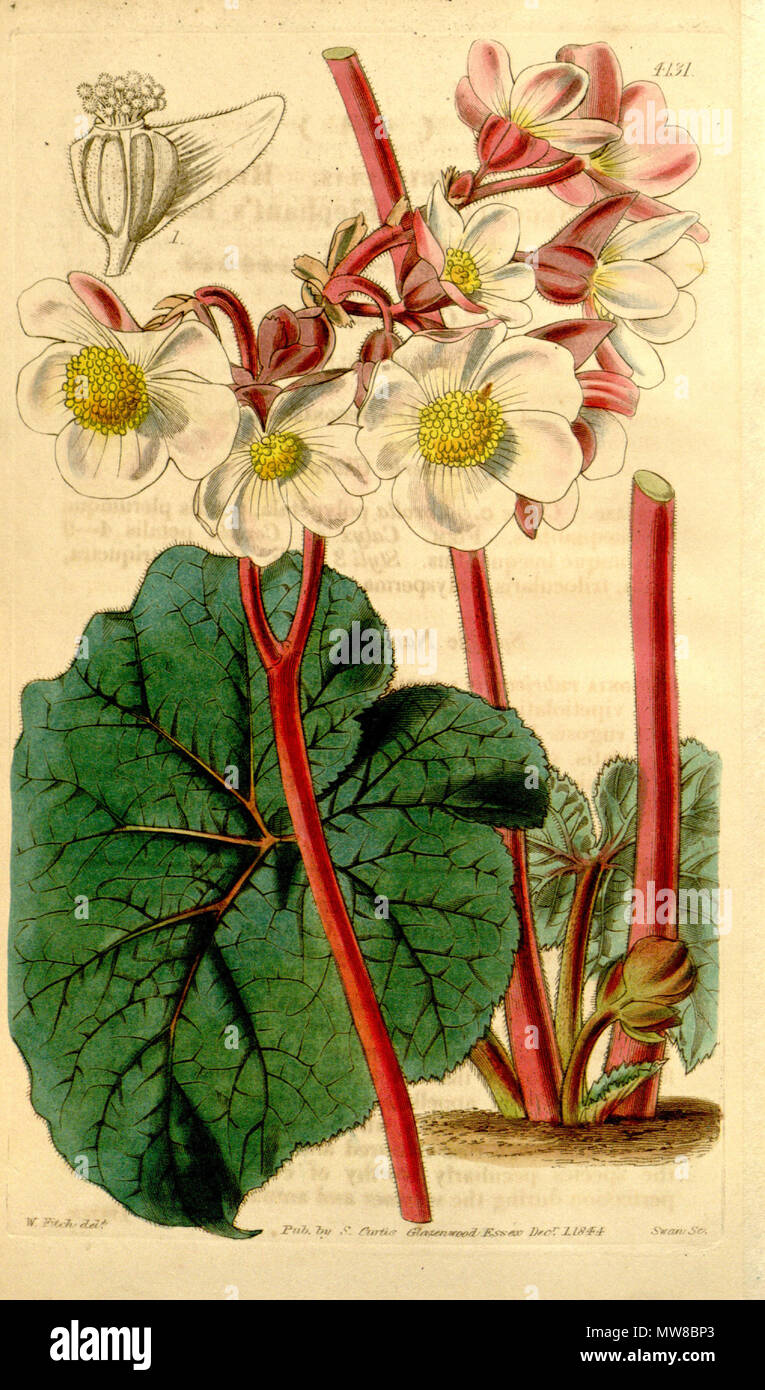 . Englisch: Begonia rubricaulis Hook., Bot. Mag. 70:t. 4131. 1844. 11. Oktober 2011. Hooker 78 Begonia rubricaulis Stockfoto