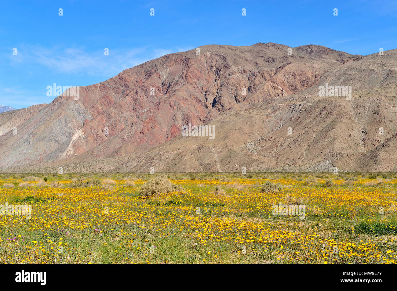 Wüste Sonnenblume, Geraea canescens, Henderson Canyon Road, Coyote Berg, Anza-Borrego Desert State Park, CA 090301 33947 Stockfoto