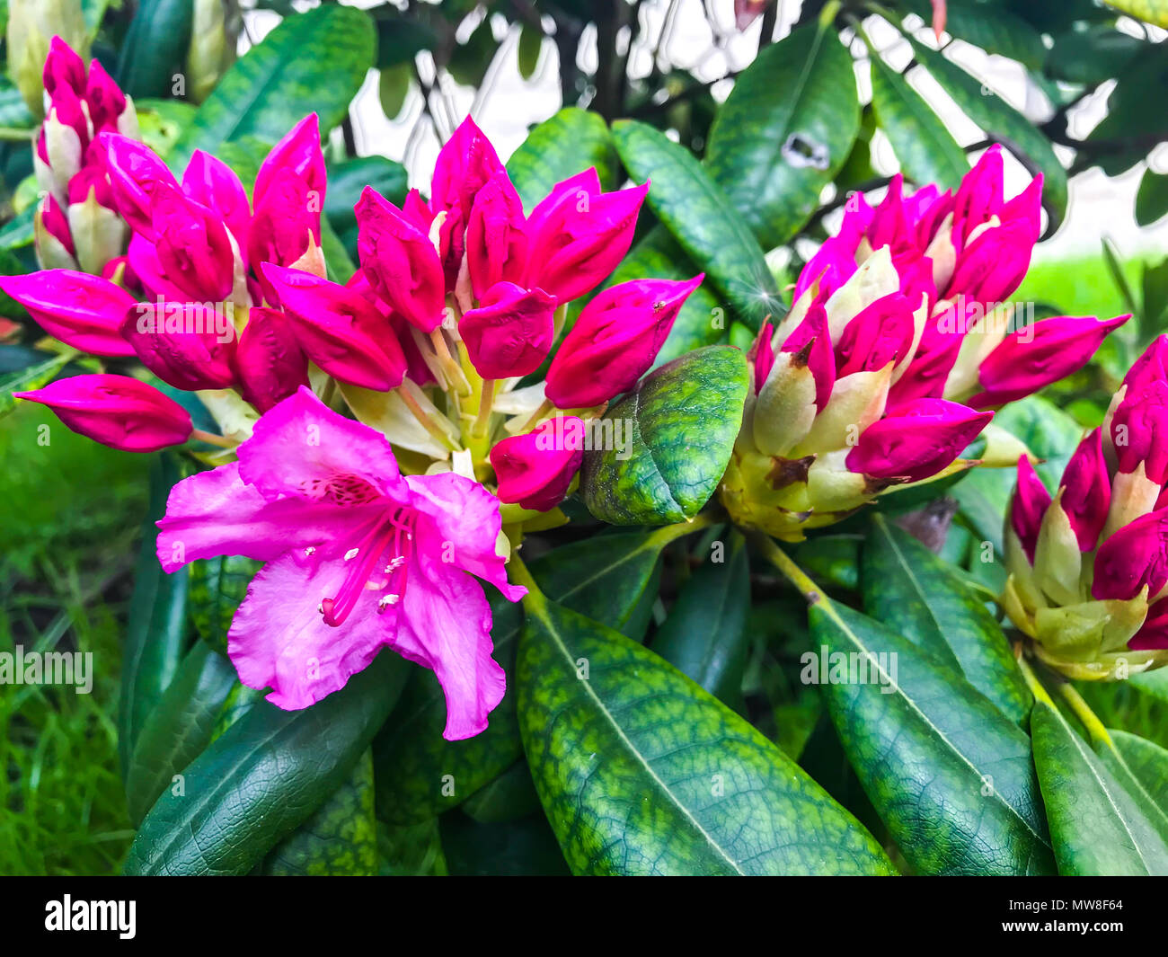 Blüte Bush der Rhododendron rosa Blüten. Studio Foto Stockfoto